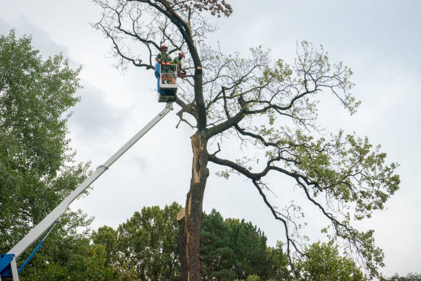 Best Tree Trimming and Pruning  in St Stephens, NC