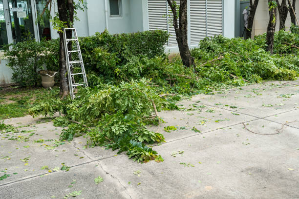 Best Tree Removal  in St Stephens, NC