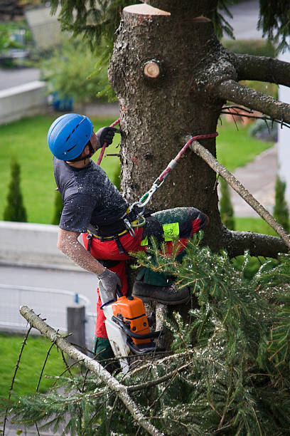 Best Tree Health Inspection  in St Stephens, NC